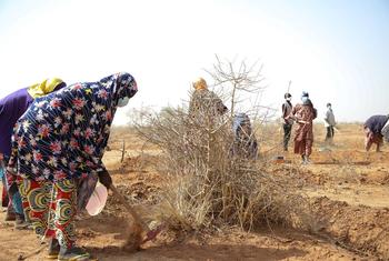 निजेर में कुछ महिलाएँ एक खेत में काम करते हुए. इस परियोजना को विश्व खाद्य कार्यक्रम (WFP) से सहायता मिल रही है.