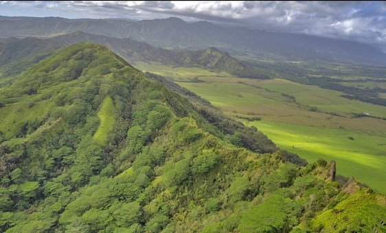 Many native plant species are under threat in the forests of the Hawaiian island of Kauai.