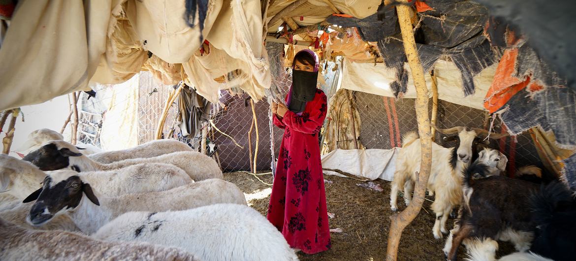 Des familles déplacées vivent dans des camps de fortune à Marib, au Yémen.