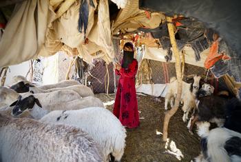 من الأرشيف: تعيش العائلات النازحة في مستوطنات نائية في مأرب، باليمن.