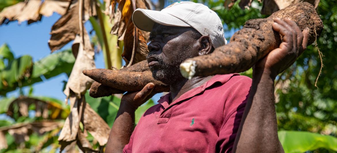 Marc Magloire shows his latest crop of sweet manioc.