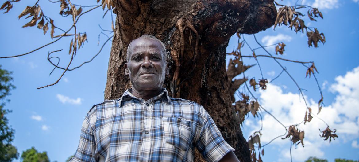 Elie Devil stands in front of the mango tree he saved.