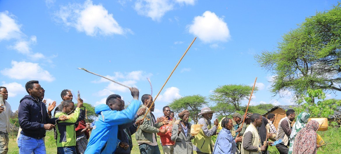 Jamii ya Gomole Woreda, Borena walijaribu mbinu kadhaa kufukuza nzige wa jangwani.