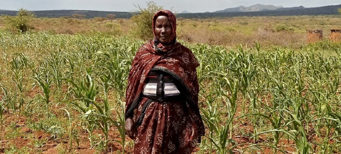 Galmo katika shamba alke la mahindi aliyopanda tena mwishoni mwa Oktoba 2020.