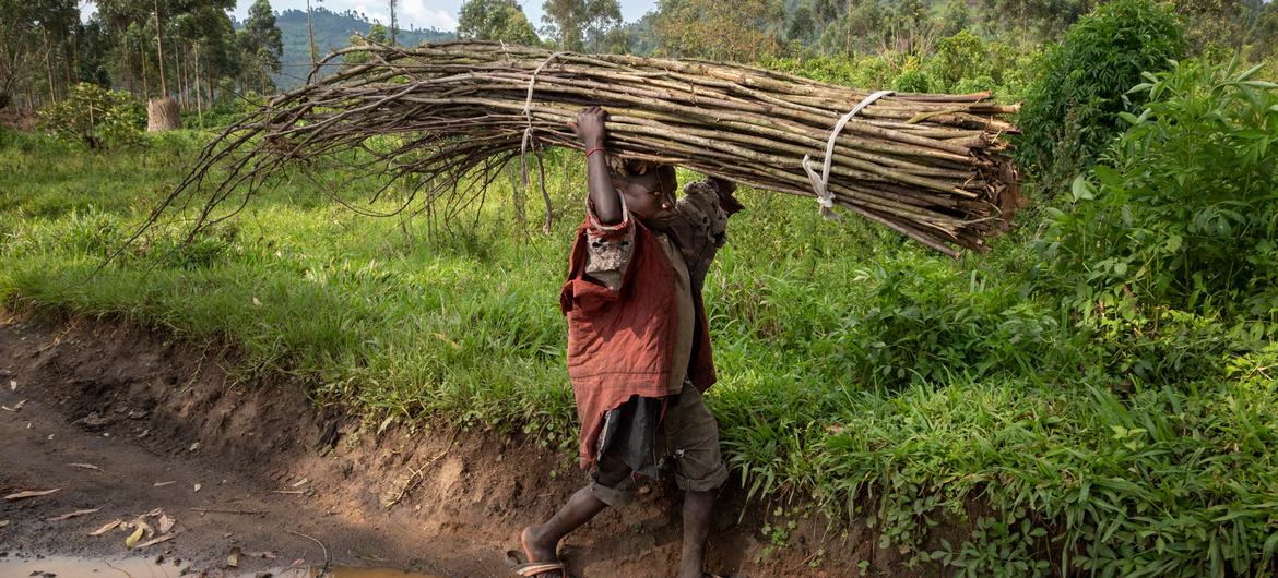 طفل يحمل رزمًا من العصي في جمهورية الكونغو الديمقراطية.