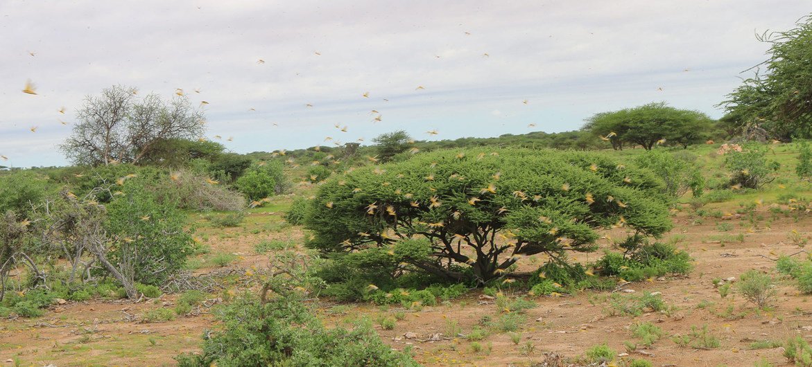 تستخدم المروحيات للقيام بعمليات ضد الجراد، الذي دكر المحاصيل الغذائية في مناطق واسعة في الصومال.