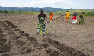 Women in Burundi tile the soil with hoes in preparation for planting.