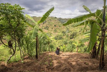 Los agricultores locales contribuyen a restaurar las tierras degradadas en Ruanda.