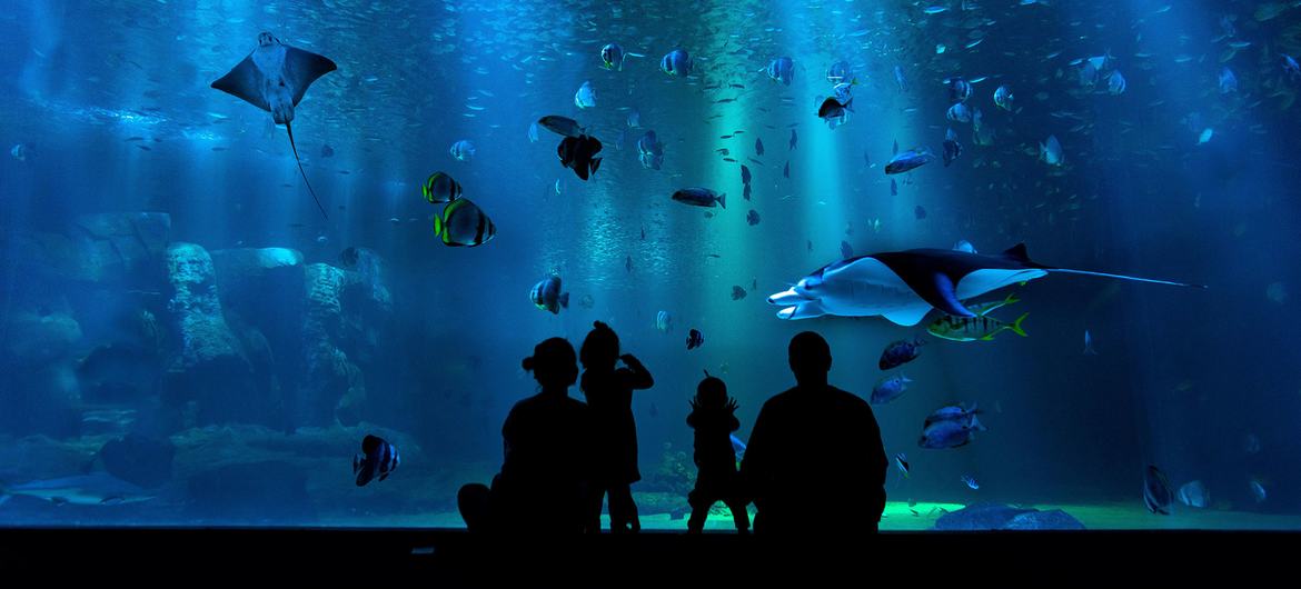 Aquariums allow young children to explore the aquatic world in a submerged environment.