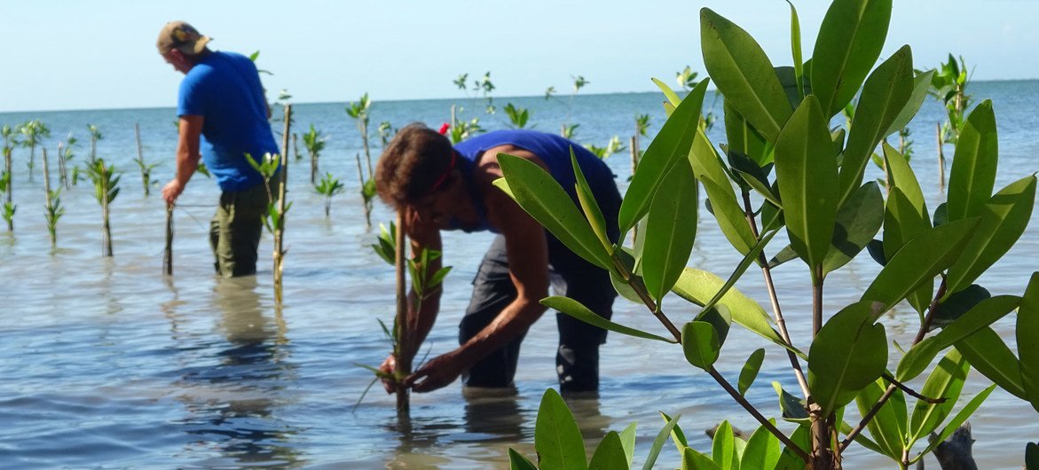 Los manglares están presentes en el 70% de las costas cubanas. Las comunidades del litoral participan en una iniciativa para regenerarlos.