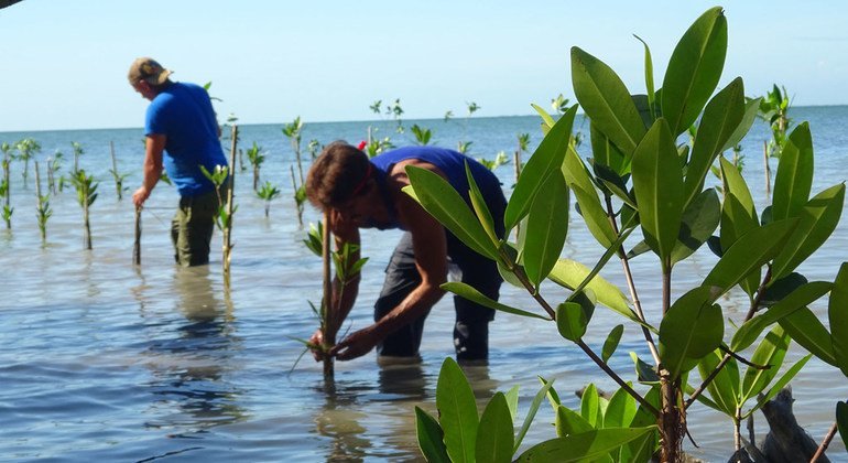 Un proyecto de medio ambiente protegerá la costa sur de Cuba frente al  cambio climático | Noticias ONU
