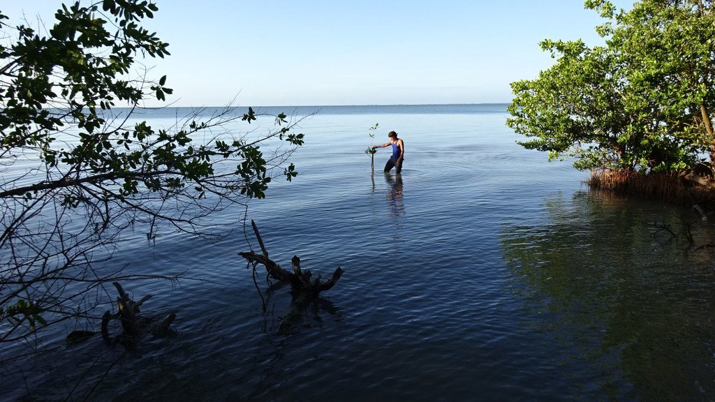 Los manglares ayudan a proteger a las comunidades costeras de la erosión y el clima extremo.