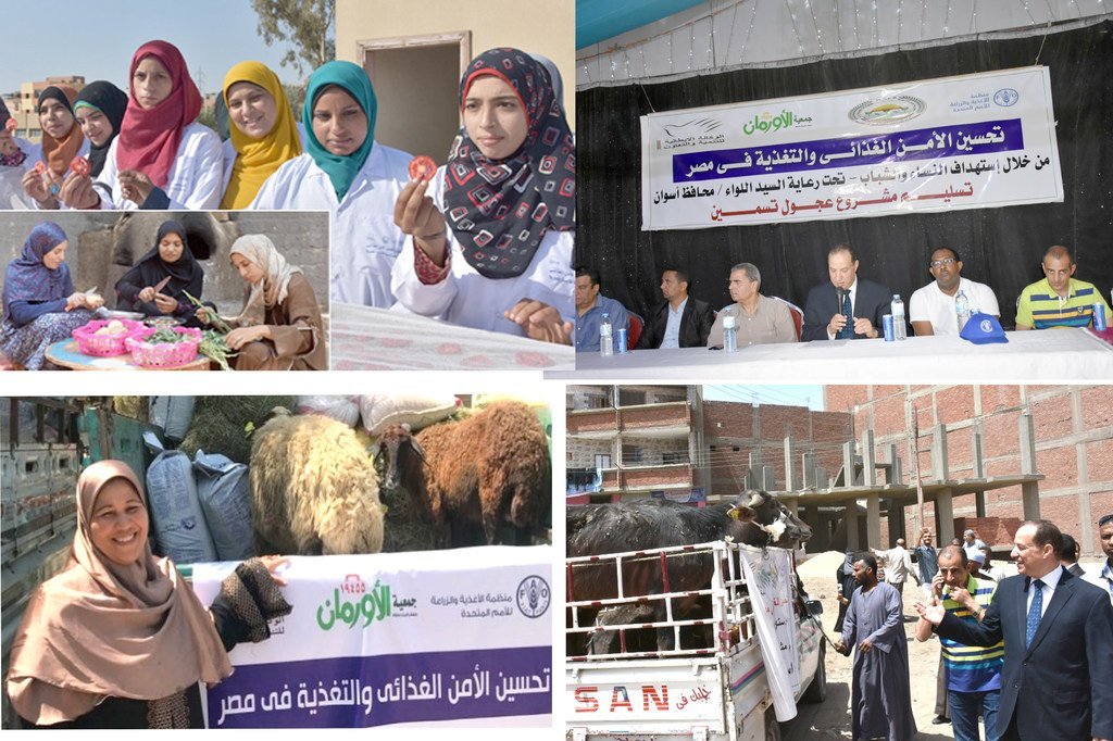 مشروع تحسين الأمن الغذائي والتغذية في مصر