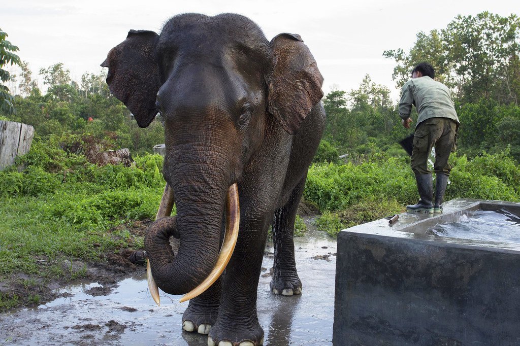 Les experts de la conservation de la nature réunis à Genève en août 2019 se concentrent sur le commerce de l'ivoire d'éléphant.
