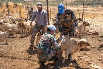 लेफ्टिनेंट कर्नल चंदन सिंह लेबनान (UNIFIL) में संयुक्त राष्ट्र अंतरिम बल के एकमात्र पशु चिकित्सक हैं और उनकी सेवाओं की अत्यधिक मांग है.