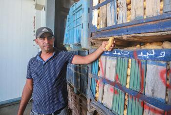 لقد كان محمد وغيره من المزارعين في شمال غزة، ممن لا يملكون المعدات المناسبة لتخزين محاصيلهم، يضطرون إلى البيع بأسعار السوق المنخفضة، مما يعني وجود خسائر في الدخل وحدوث آثار سلبية على الأمن الغذائي.