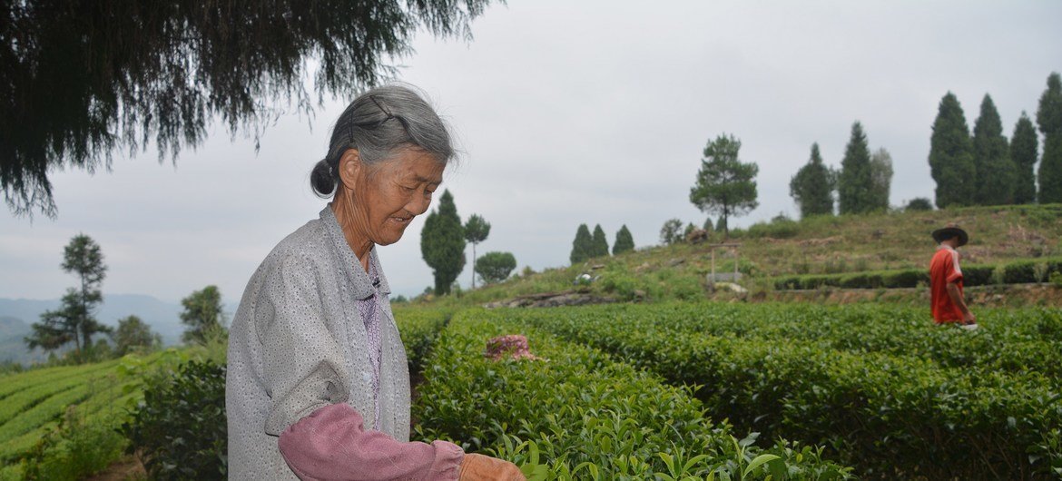 农发基金项目支持湖南省古丈县发展茶叶生产，采茶让山区妇女有了用武之地。
