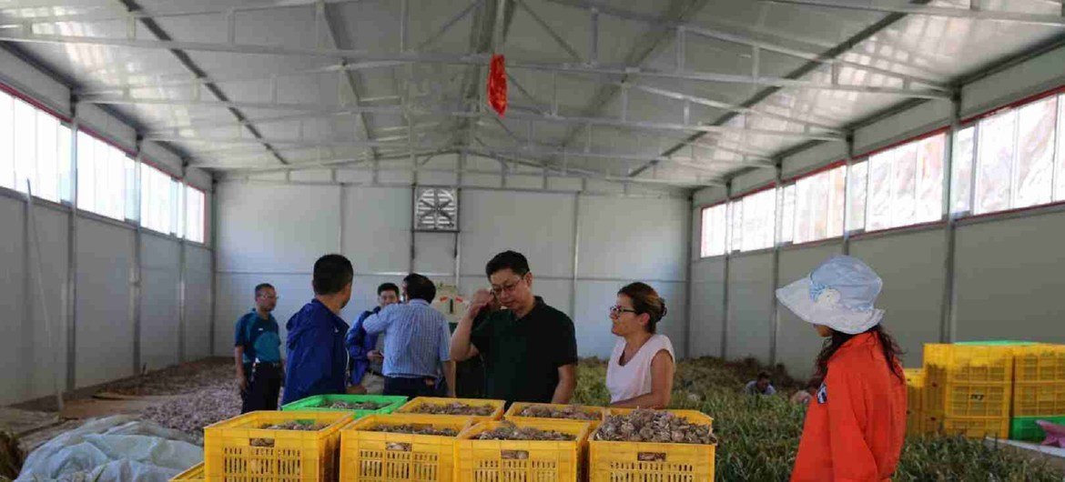 农发基金专家指导青海乐都县永祥蒜薹种植合作社。
