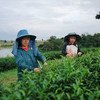 थाईलैण्ड टिकाऊ विकास लक्ष्यों के तहत टिकाऊ कृषि को बढ़ावा दे रहा है. 