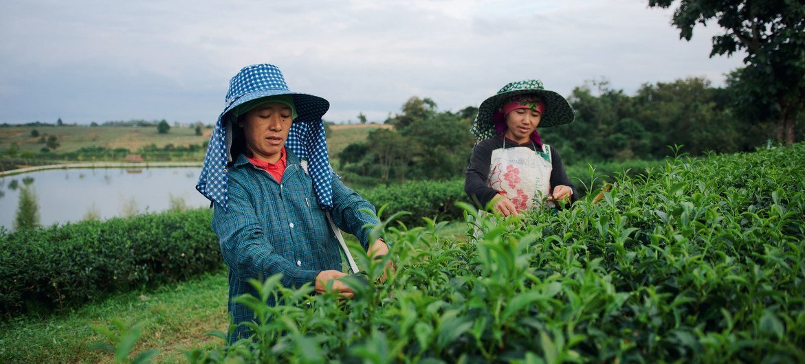 泰国北部清萊府，来自越南等地的移民女工正在茶园摘茶。