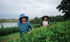 عاملات مهاجرات في مجال الزراعة في تايلاند.