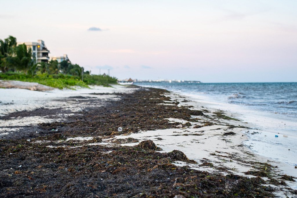 Las algas sargazo han asolada algunas playas mexicanas.