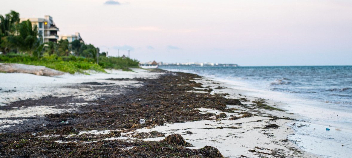 Sargassum seaweed has blighted some of Mexico's most pristine beaches.