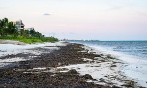 Sargassum seaweed has blighted some of Mexico's most pristine beaches.