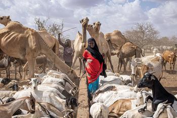 Plantio de cereais no Quênia está 70% abaixo da média esperada e mais de 1,5 milhão de animais foram perdidos em toda a região