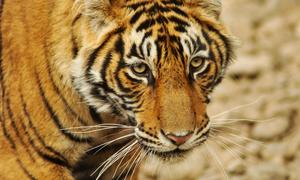 Un tigre de Bután de 18 meses, especie en peligro de extinción, en la reserva nacional de Parka.