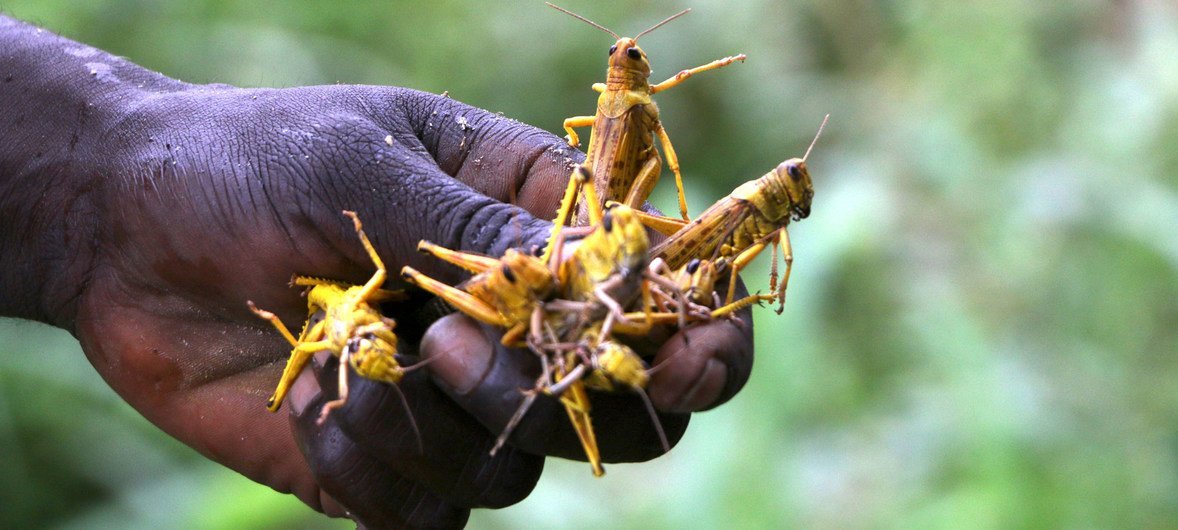 A wave of desert locusts has formed swarms in parts of South Sudan.