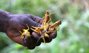 A wave of desert locusts has formed swarms in parts of South Sudan.