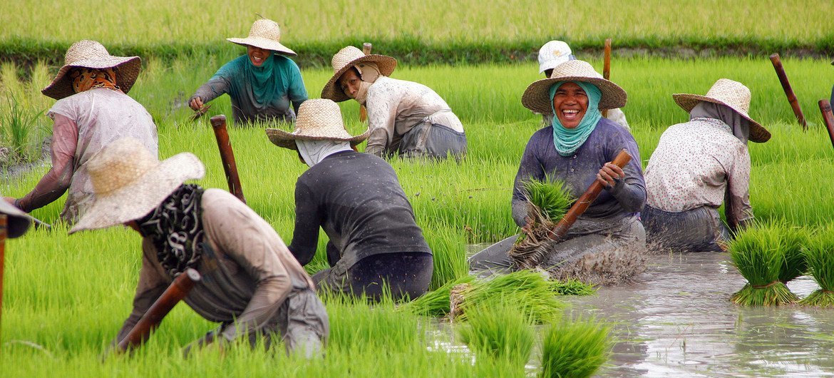 Des riziculteurs récoltent des plants de riz pour les planter à Nueva Vizcaya, aux Philippines.