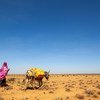 Le nord-ouest de la Somalie a souffert de sécheresses récurrentes au cours des décennies.