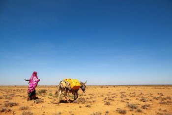 El noroeste de Somalia sufre sequías recurrentes. Las mujeres, encargadas de acarrear el agua, tienen que recorrer cada vez más territorios para conseguirla, exponiéndose a mayores peligros y arriesgando su seguridad.