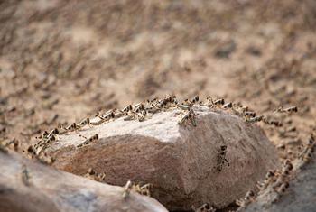 Desert locusts infest a farm in Shabwah, Yemen.