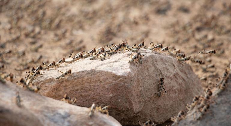 Desert locusts infest a farm in Shabwah, Yemen.
