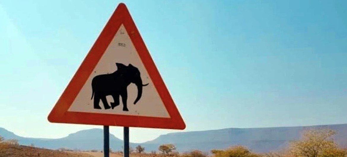 Motoristas em áreas remotas da Namíbia são incentivados a ficar atentos aos elefantes