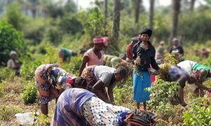 Women farmers in Sierra Leone are being encouraged to take on leadership roles in  peacebuilding. 