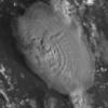 A satellite image shows the eruption of the  Hunga Tonga-Hunga Ha'apai volcano in the South Pacific Kingdom of Tonga.