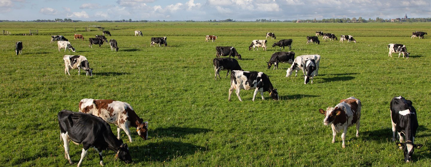 Cows graze in the peat meadows in the Netherlands