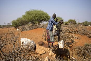 في بيلسيل بالصومال، يلجأ العديد من الرعاة إلى خيارات بديلة لكسب العيش مع نضوب مصادر المياه.