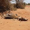 نفقت آلاف الحيوانات بسبب الجفاف الشديد الذي يجتاح الصومال وبقية منطقة القرن الأفريقي