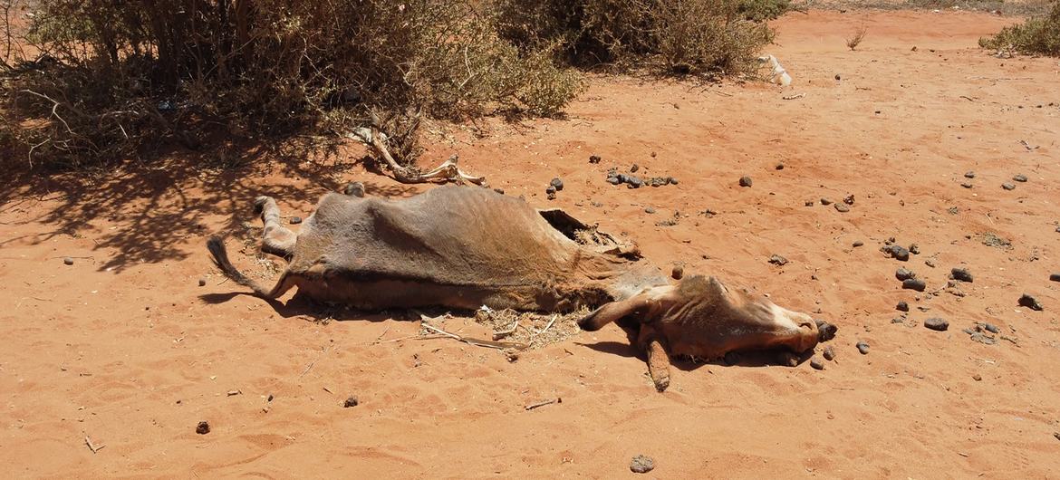 هزاران حیوان به دلیل خشکسالی شدید که سومالی و بقیه شاخ آفریقا را در برگرفته تلف شده اند.