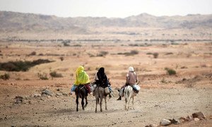 苏丹北达尔富尔首府法希尔（El Fasher）郊外，几名骑着毛驴的妇女。