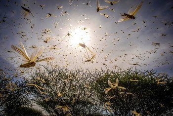 A desert locust swarm flies in Kipsing, Kenya.