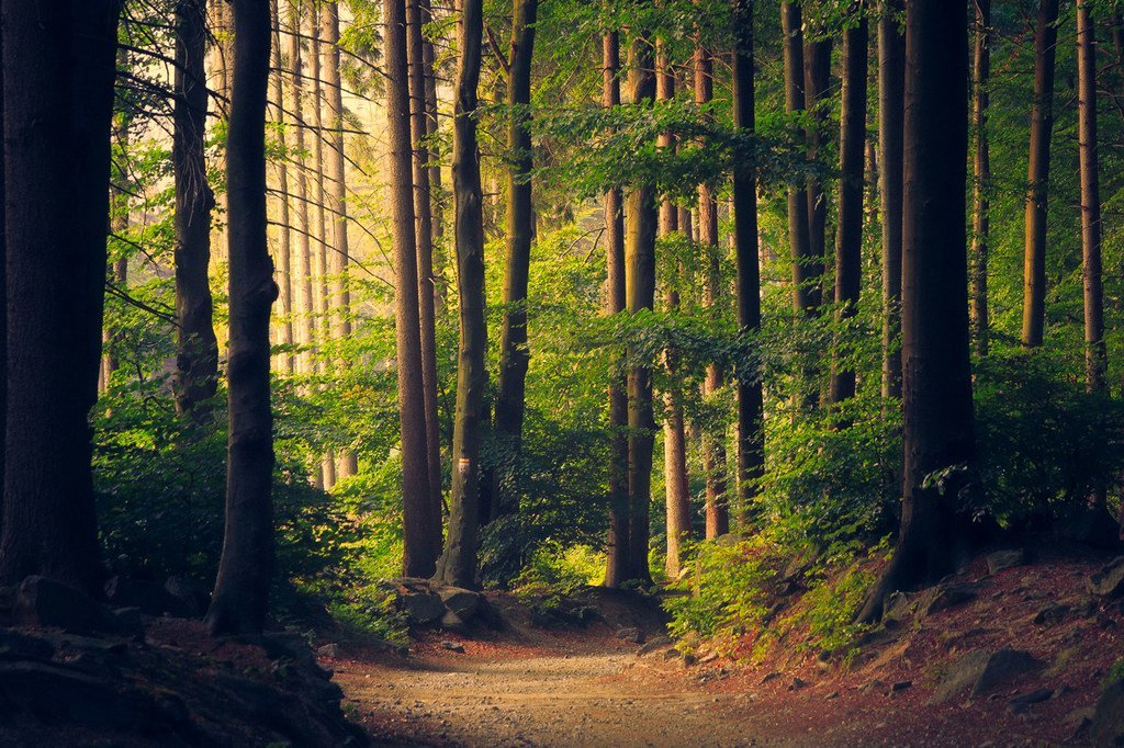 Un chemin dans la forêt.