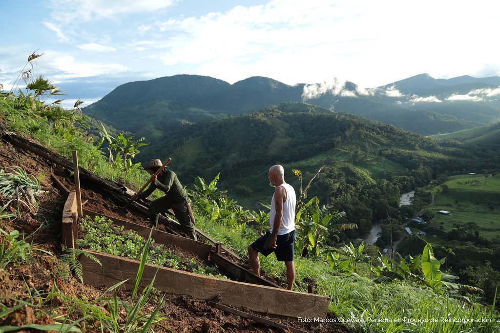 Des anciens combattants cultivent la terre, en Colombie.