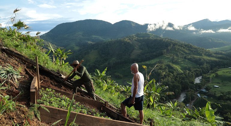 Des anciens combattants cultivent la terre, en Colombie.