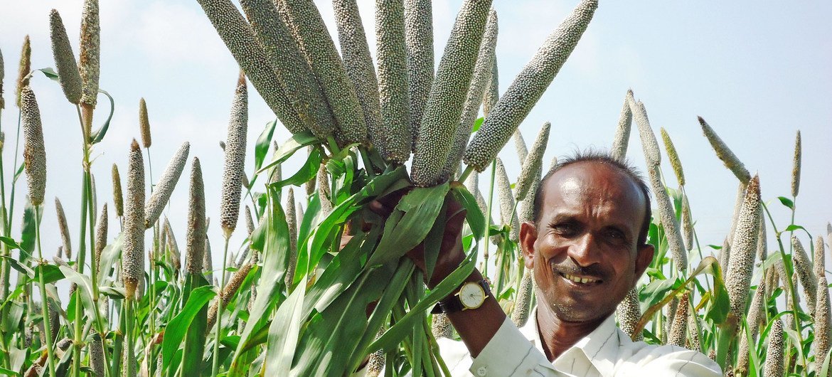 High-iron biofortified pearl millet variety Dhanshakti released in India's western state of Maharashtra. (23 September, 2011)